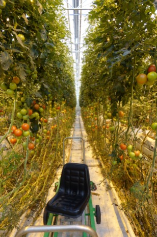 Greenhouse tomatoes and chair on wheels for picking
